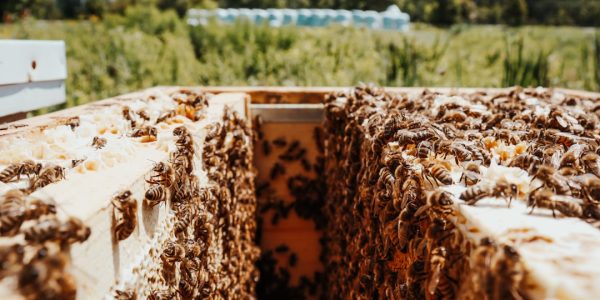 Freelancing w rozwijaniu API: jak zarabiać online 4 Photo API development freelancing